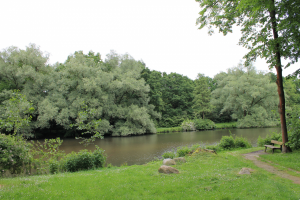 Greenish leaves of Vahr  